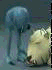 Aliena.jpg